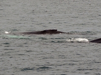 54258CrLeUsm - Gatherall's Puffin - Whale Watch - Bay Bulls.jpg
